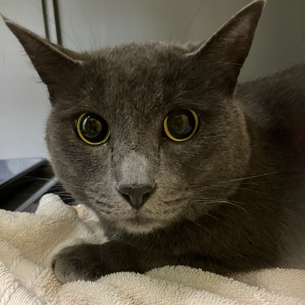 Friends Of Felines Salem, Oregon