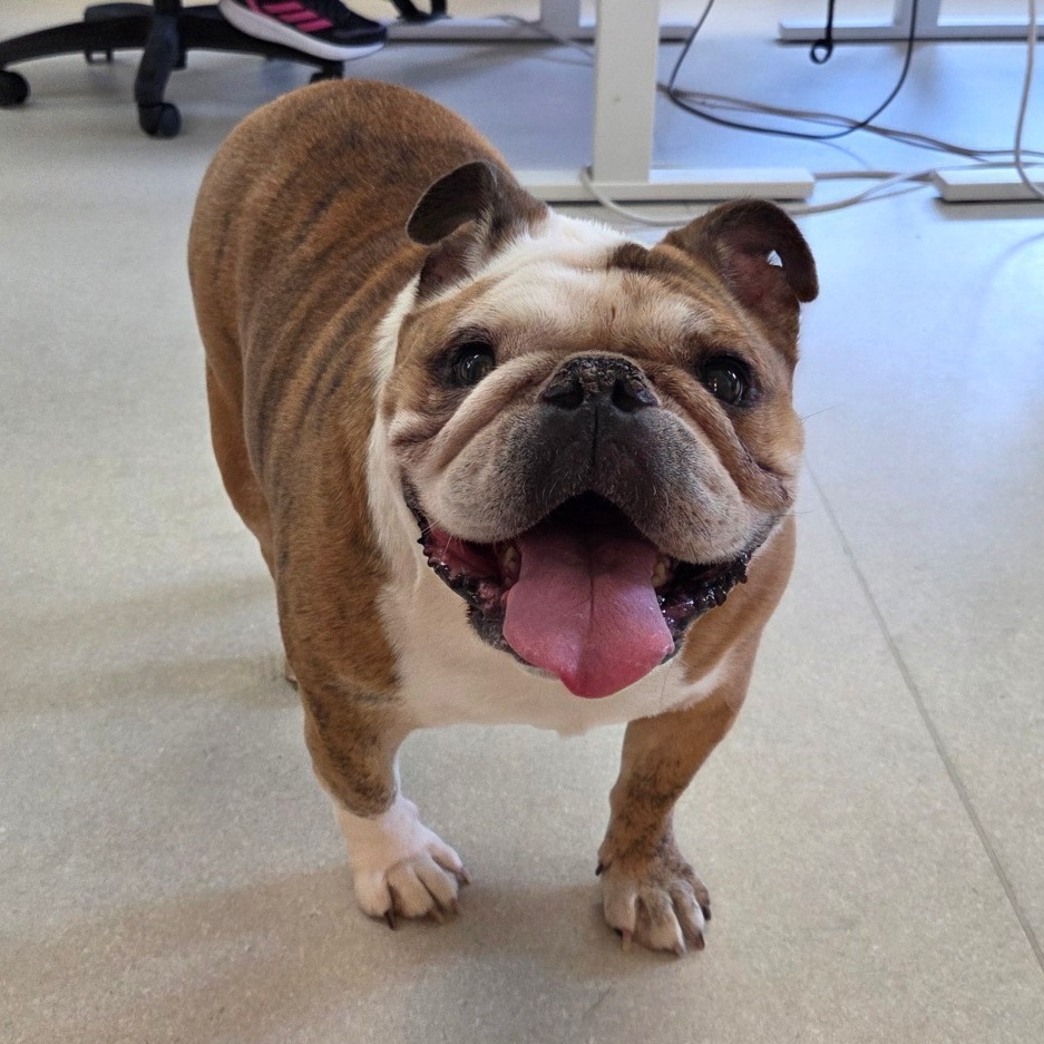 Bulldog
