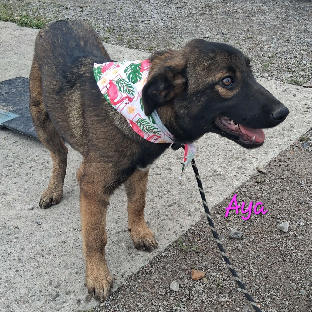 Mixed Breed