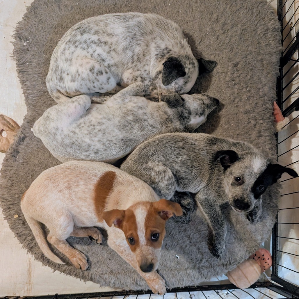 Macee Pup - Portia, photo 12