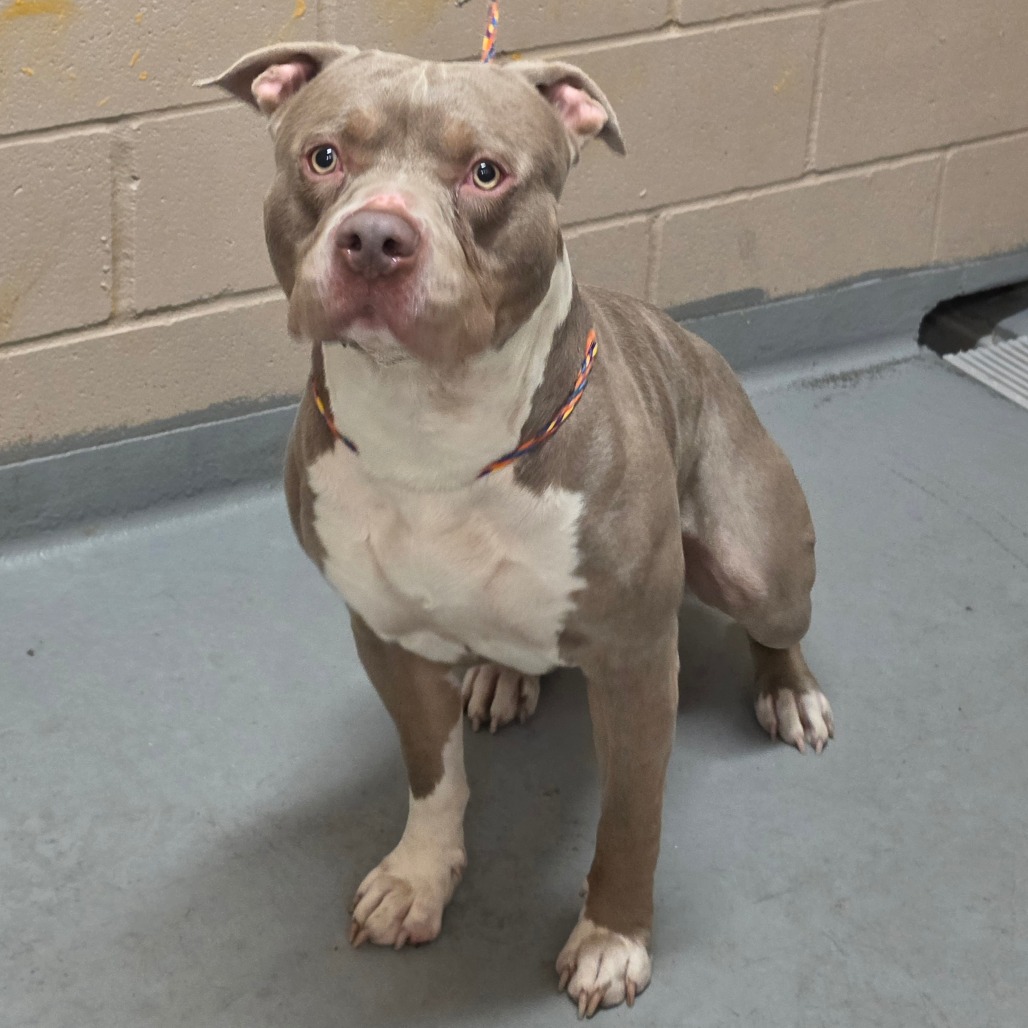 Pit Bull