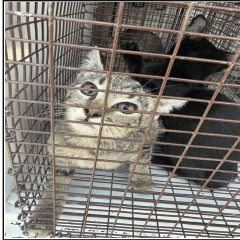 PUDGE (661519) - Domestic Shorthair available for adoption