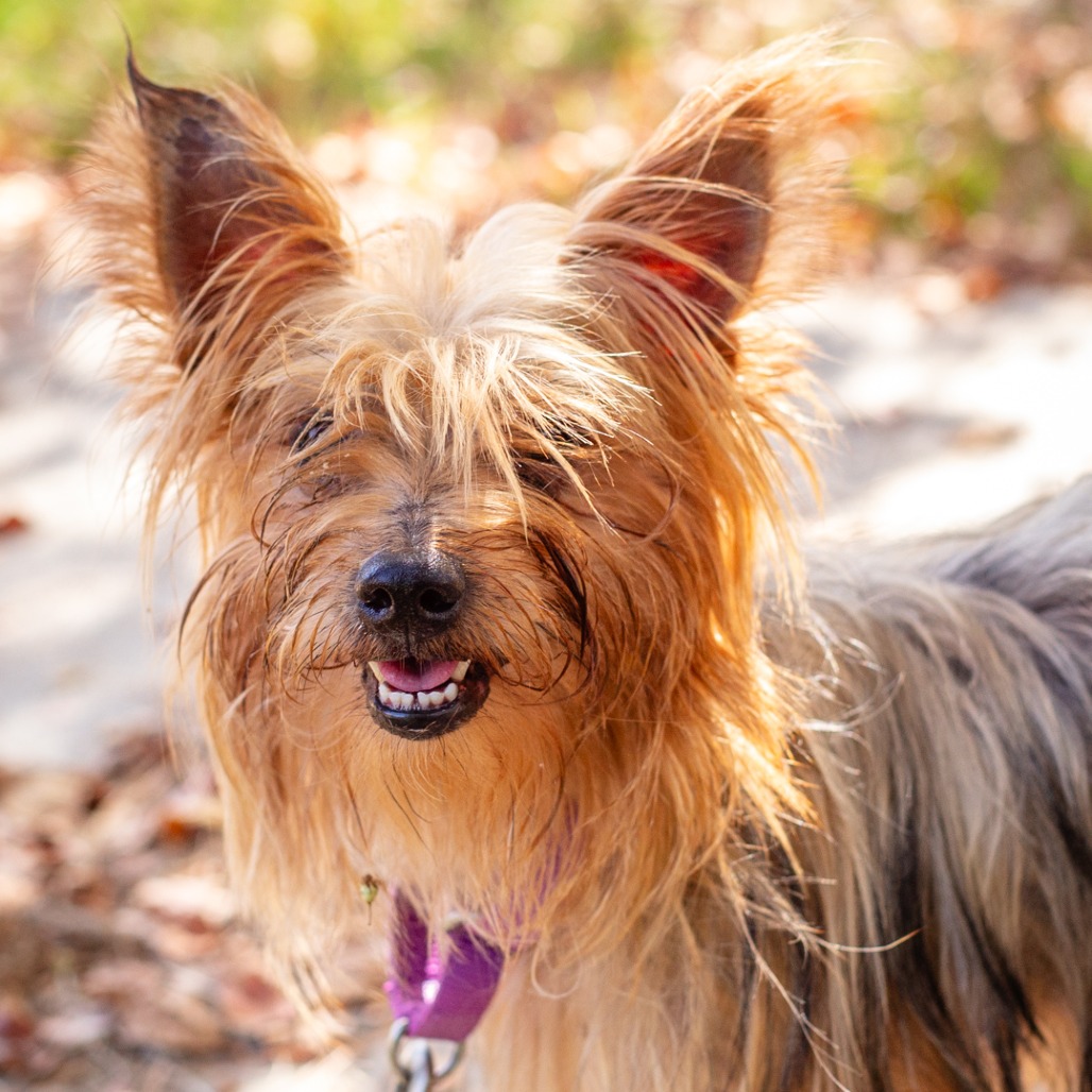 BENTLEY - Terrier, Yorkshire, Yorkie / Mix available for adoption