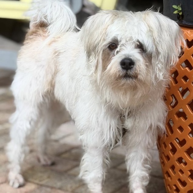 DEXTER - Havanese / Terrier available for adoption