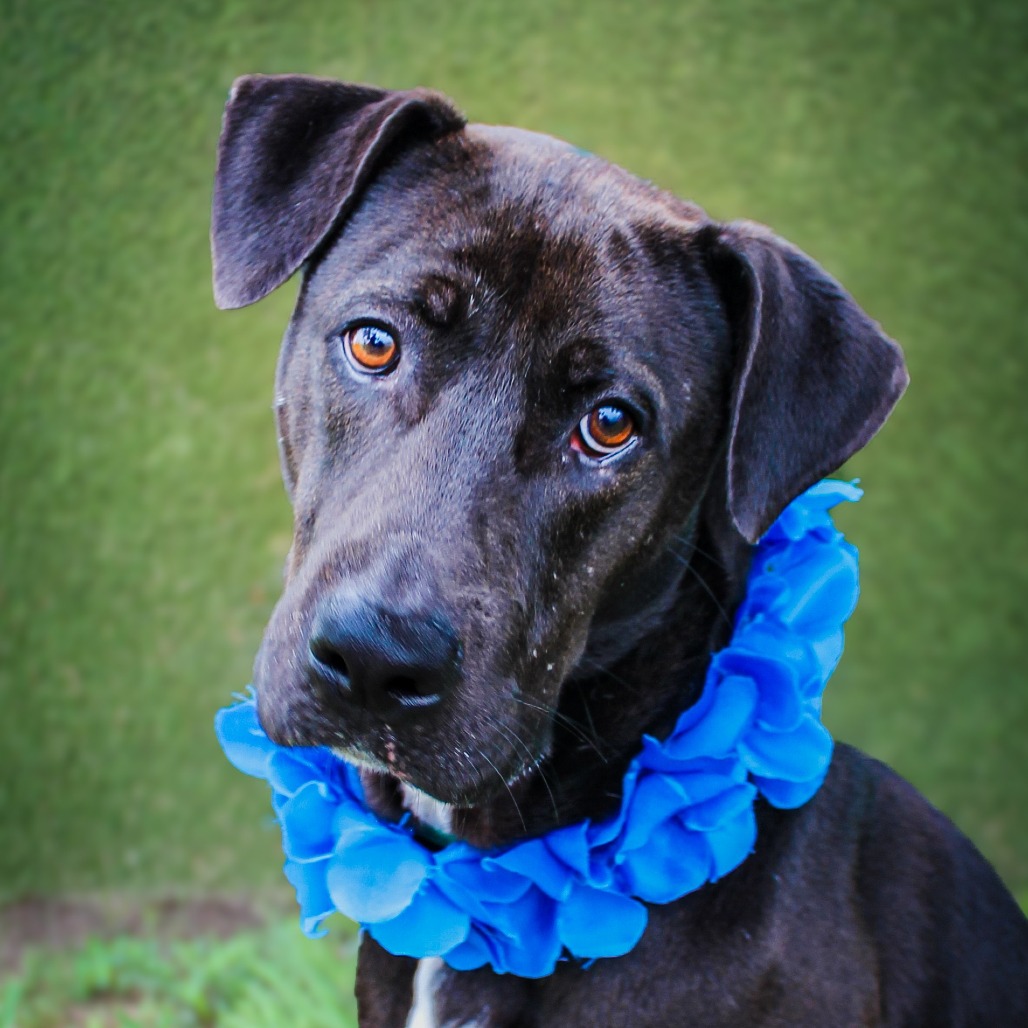 Bear, an adoptable dog at SPCA-BC