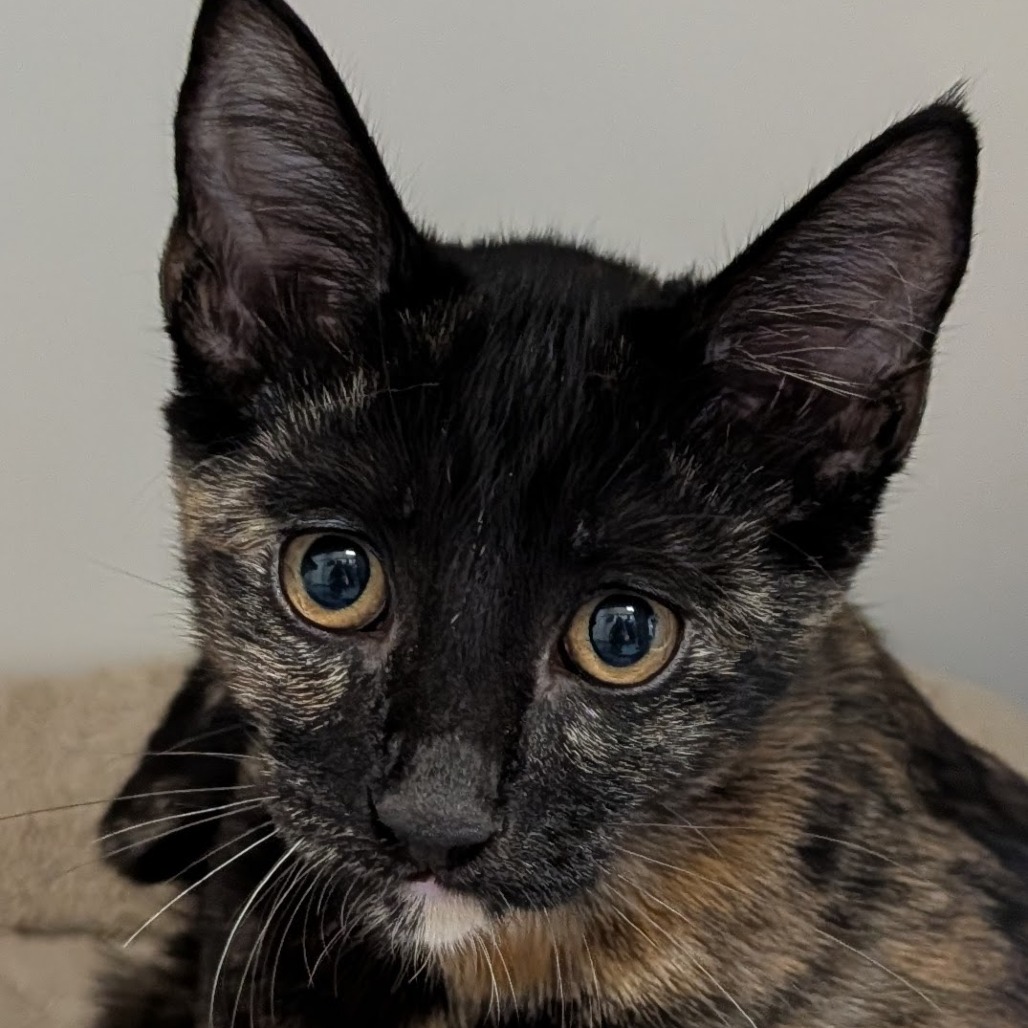 Azula the Cat
