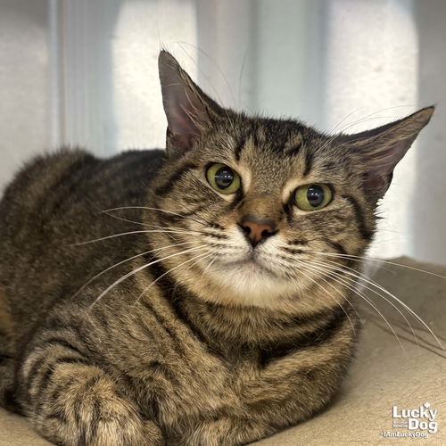 EDAMAME - Domestic Shorthair available for adoption