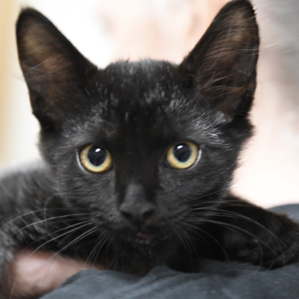 James P. Sullivan - Domestic Shorthair