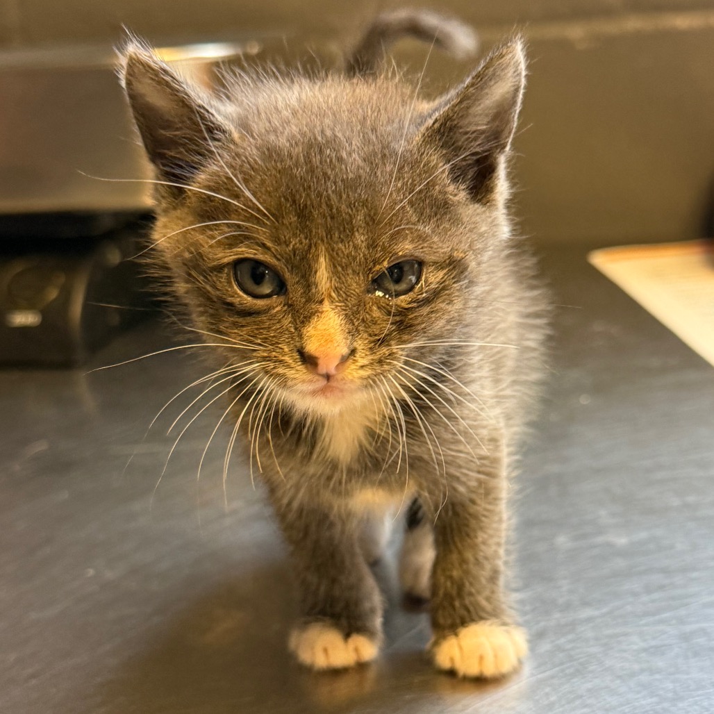 Tusc Stray 85834 2