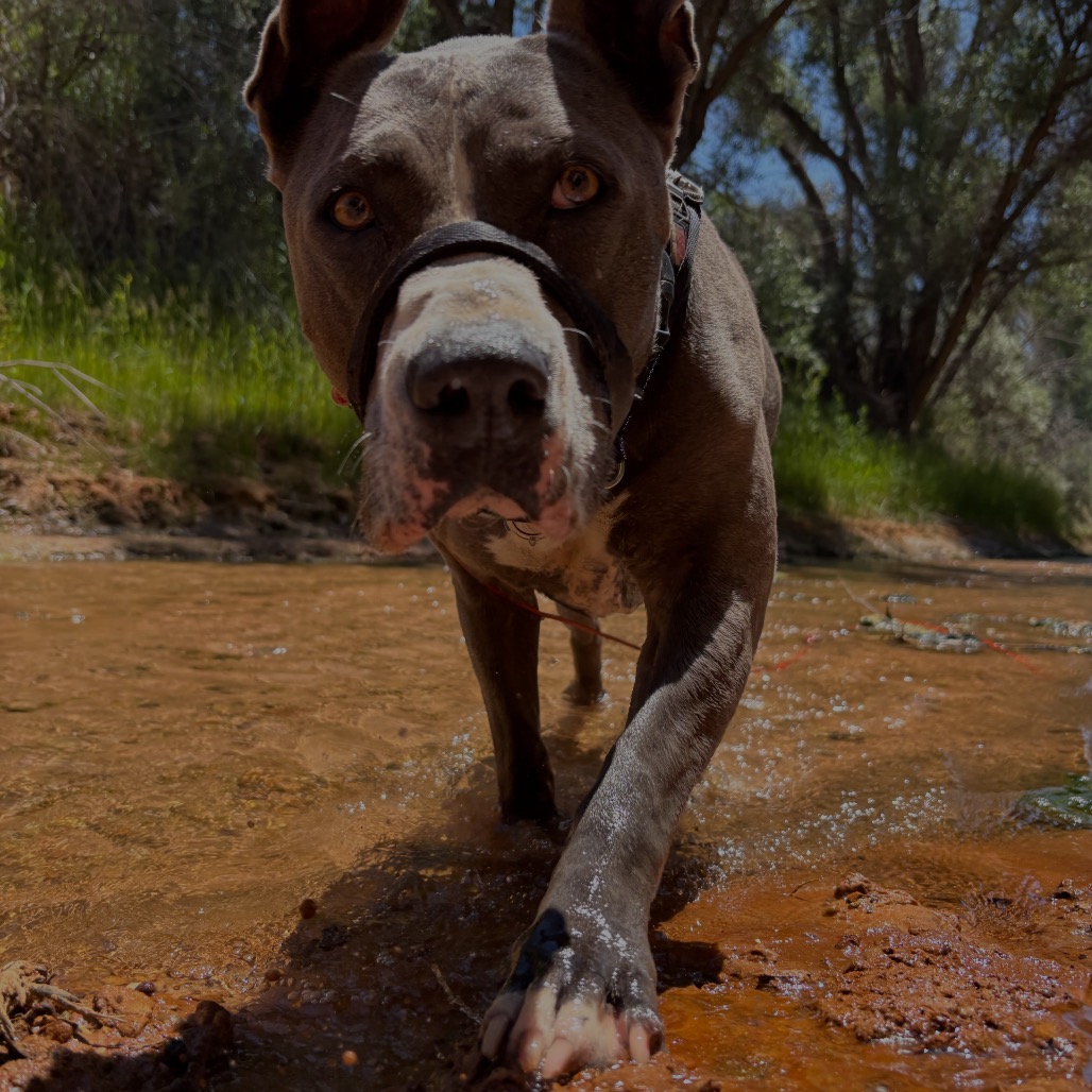 Gibson, photo 22