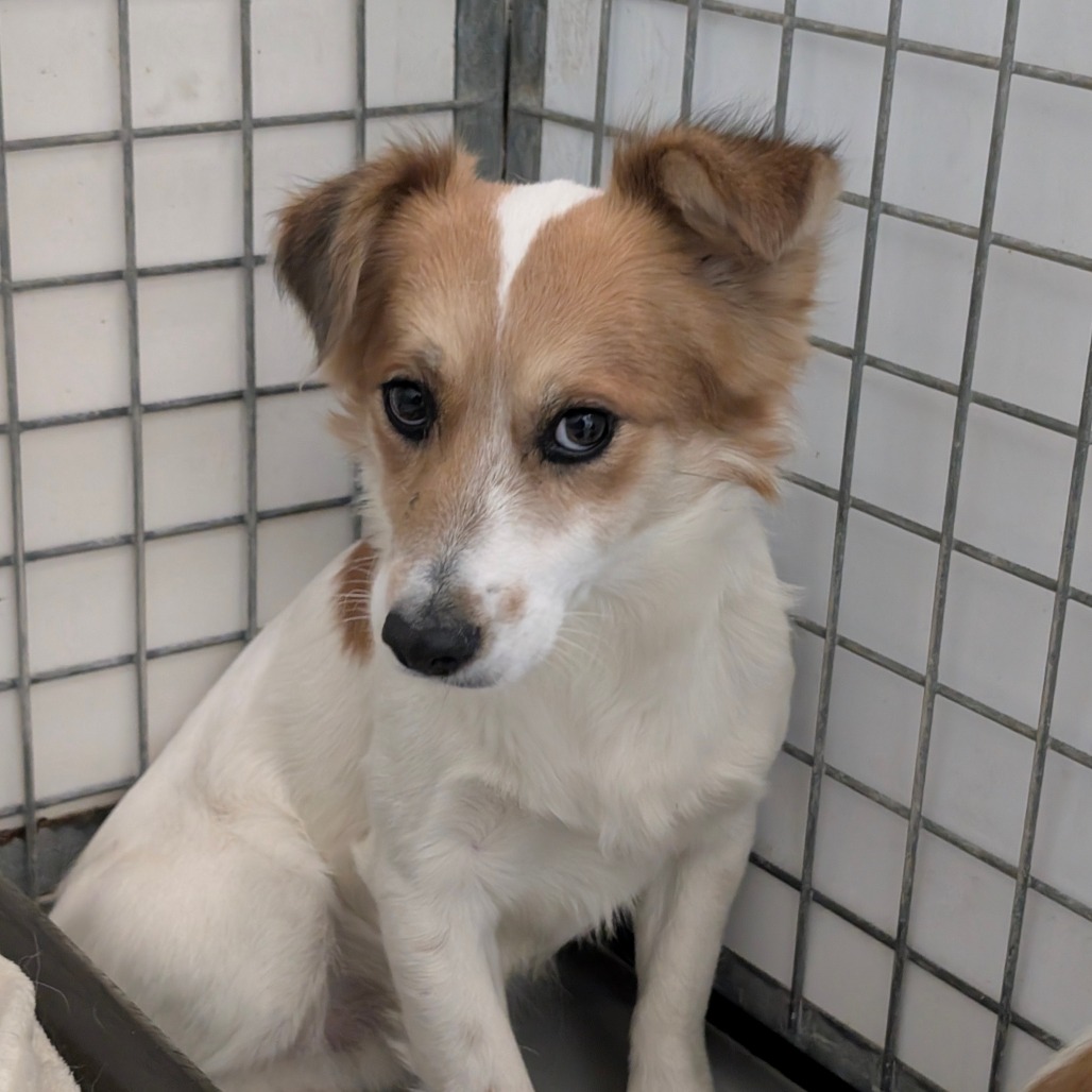 Kipper — thumbnail 2