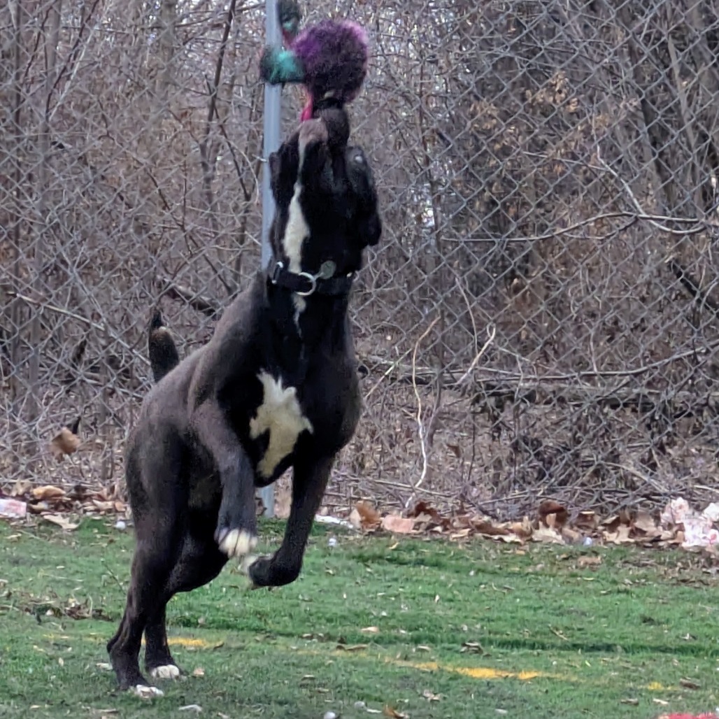 Lilo — thumbnail 5