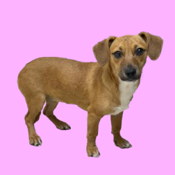 Tusc Stray 82749 2 3