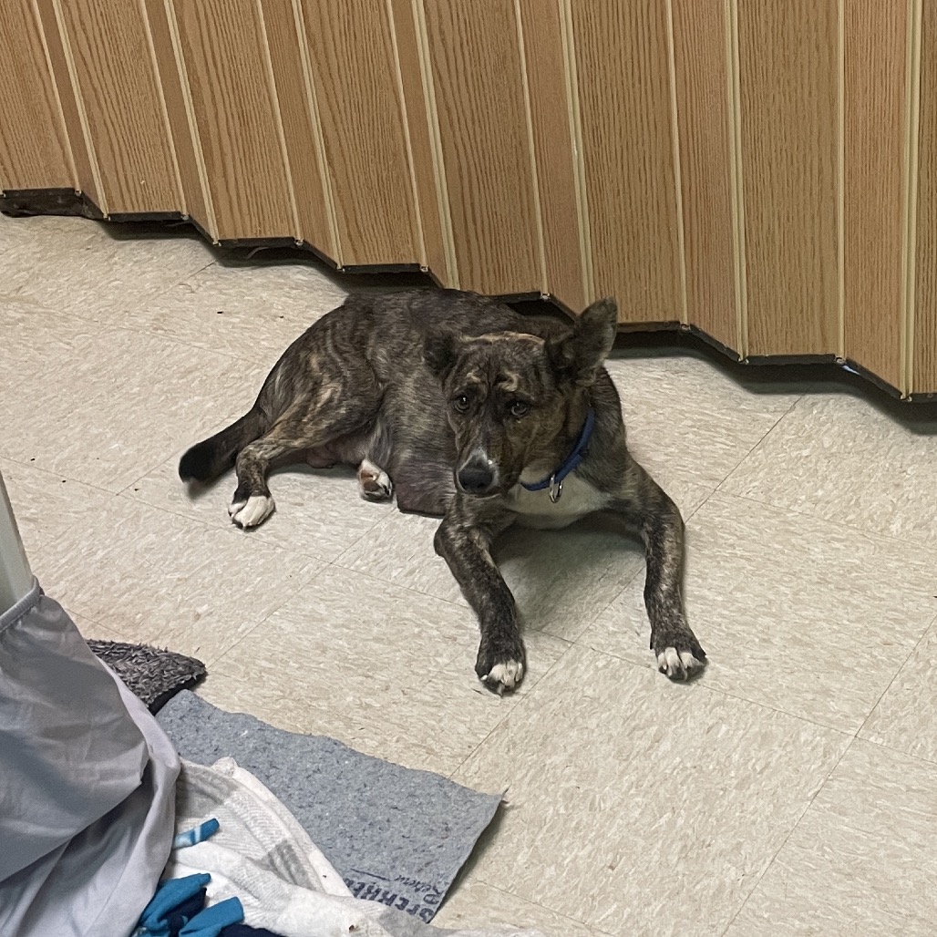 Oolong Tea — thumbnail 9