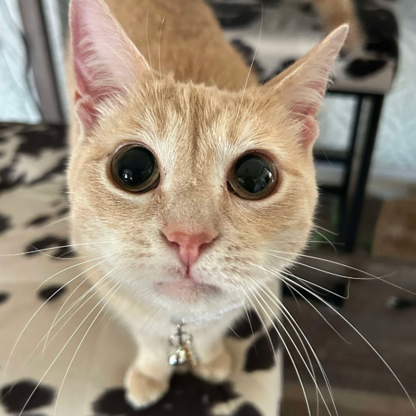 Tart, adopted
