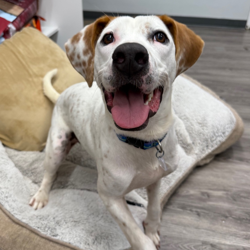 Otis, photo 5