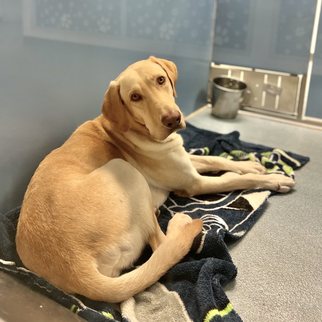 DEPUTY - Retriever / Yellow Labrador available for adoption