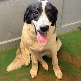PANDA - Pyrenees, Great / Collie, Border available for adoption