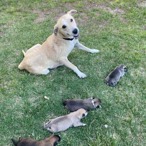 Liberty — thumbnail 4