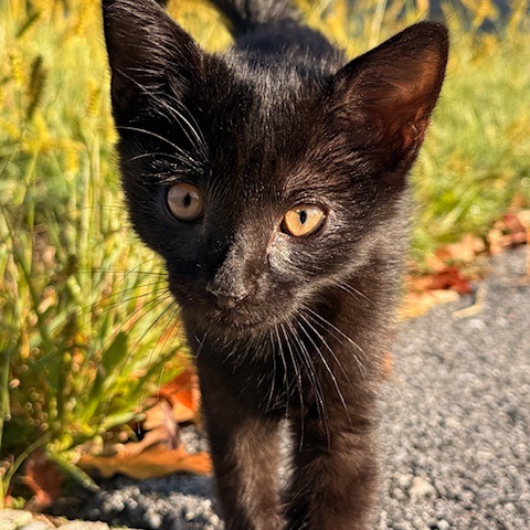 ASHER - Domestic Shorthair for adoption in Silver Spring