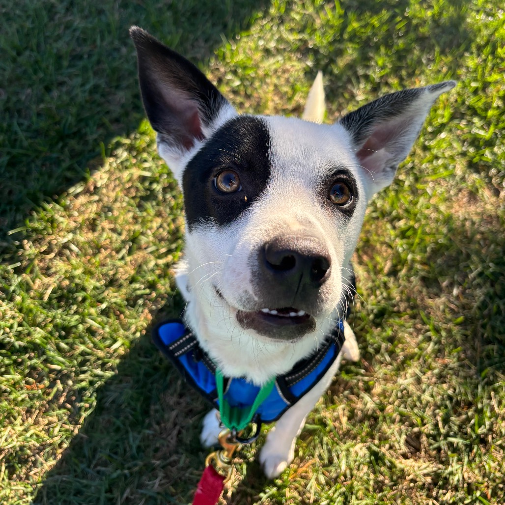 Gizmo, photo 6