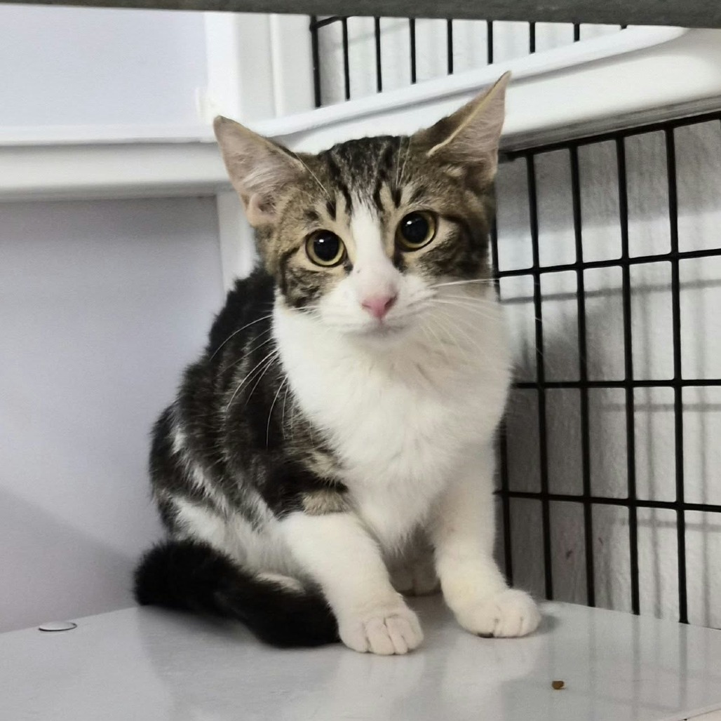 SWEET POTATO - Domestic Medium Hair available for adoption