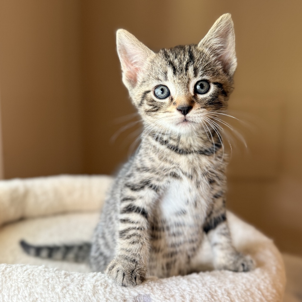 TERRY - Domestic Shorthair available for adoption