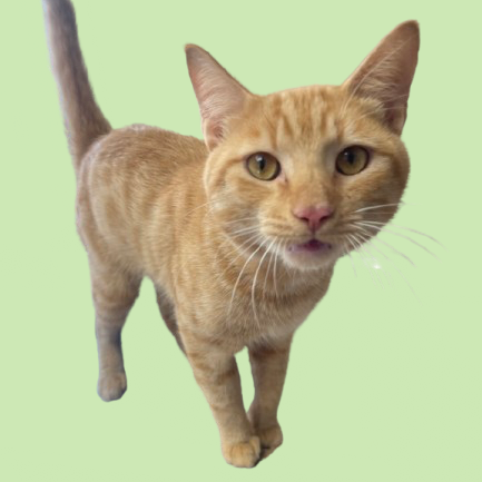Tusc Stray 81811