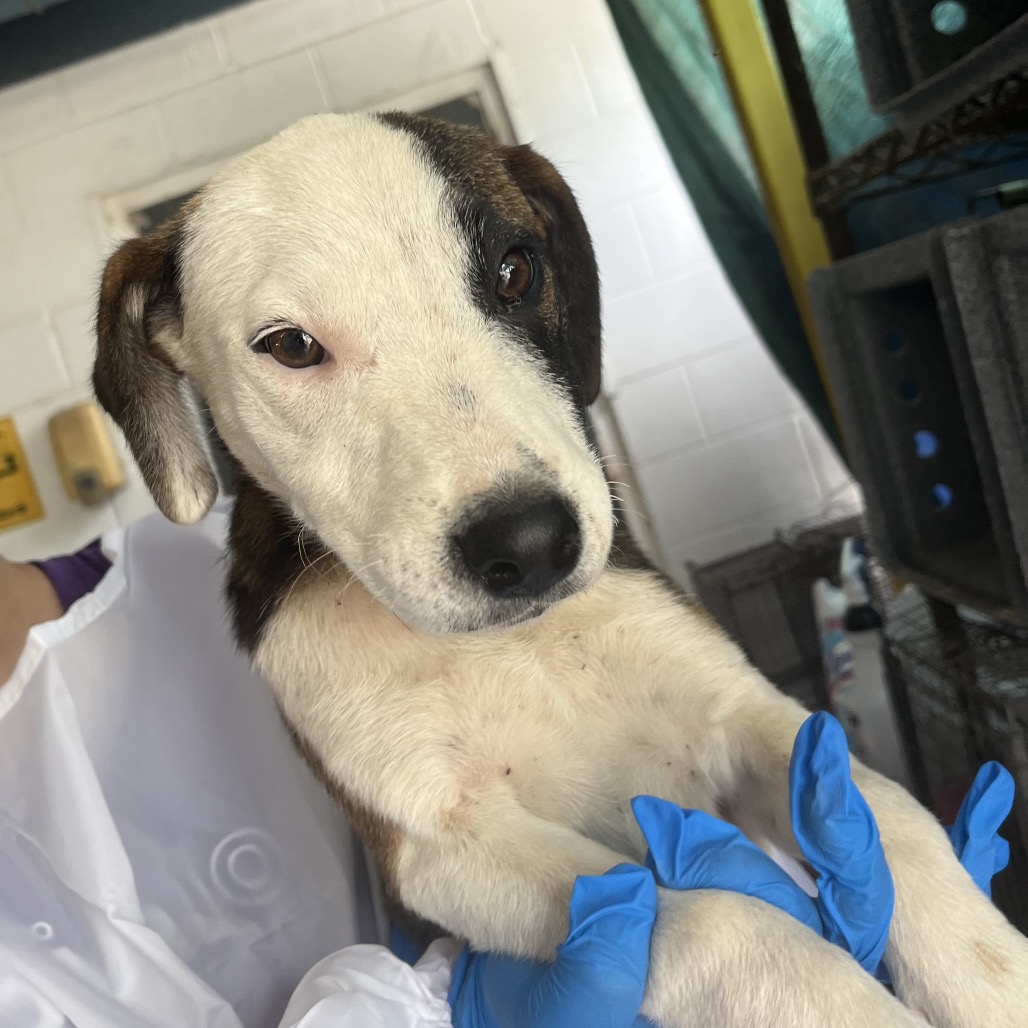 Sam, available for adoption at PVAS