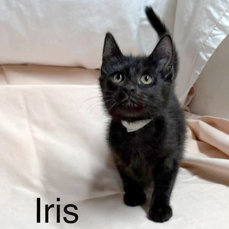 Iris