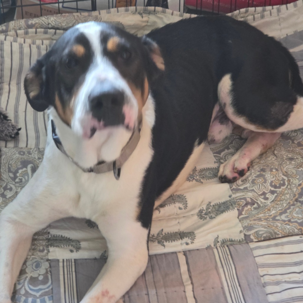Max, photo 6