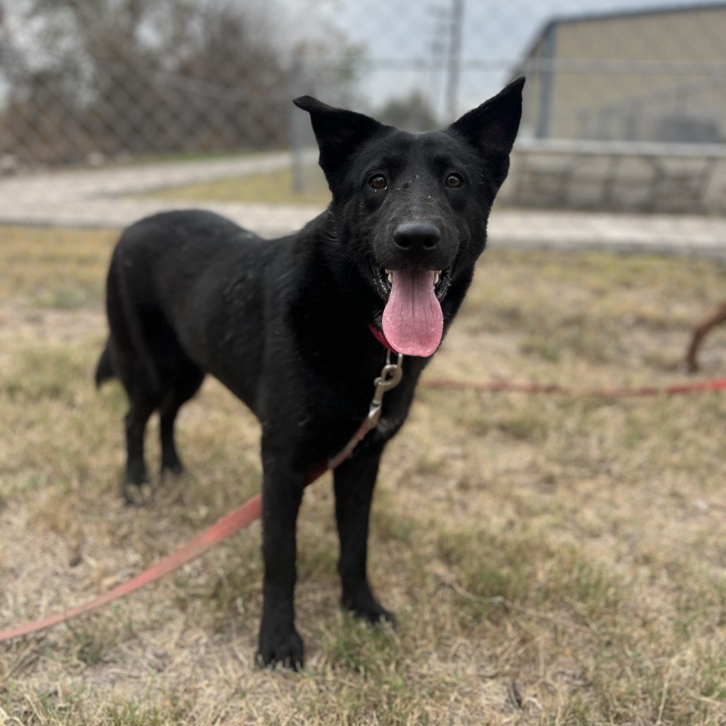 Vesper, available for adoption at PVAS