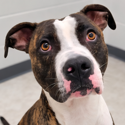 Roscoe D12797
