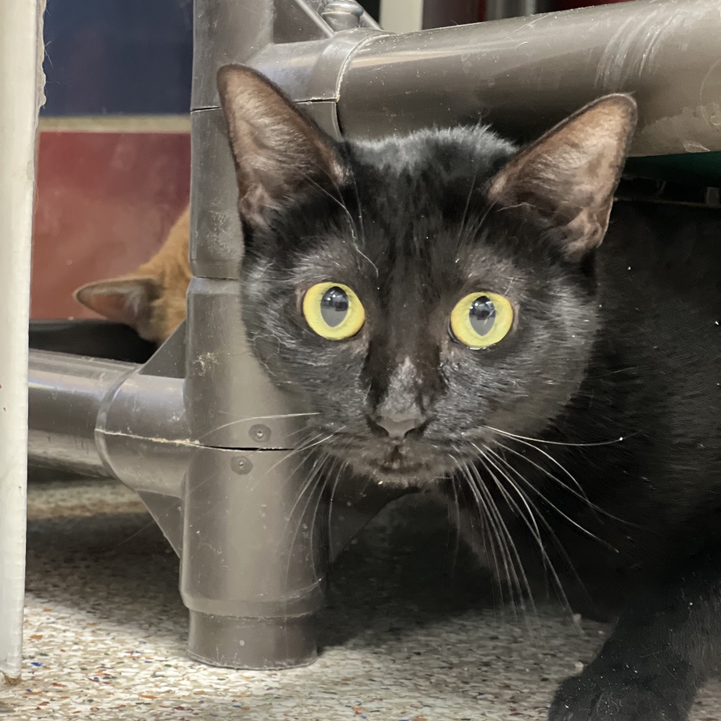 ELENA (663602) - Domestic Shorthair available for adoption