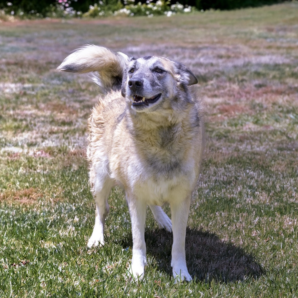 Samson, photo 8