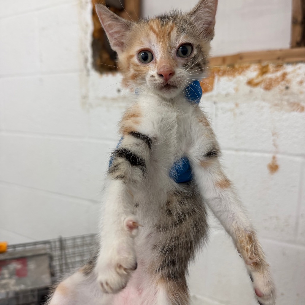 AMY - Domestic Shorthair available for adoption