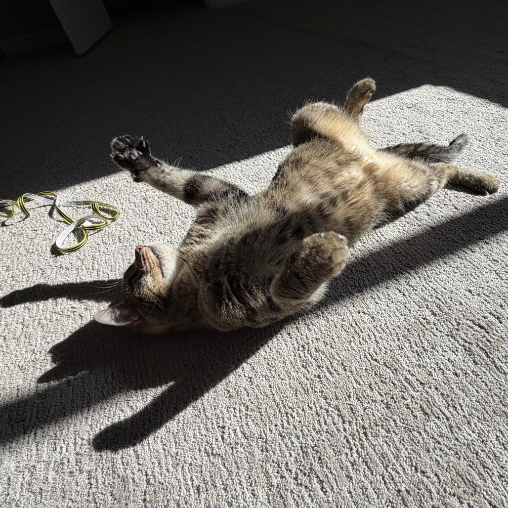 Kiwi, photo 3