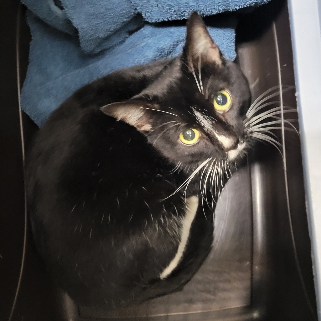 Photo of Handsome Dan