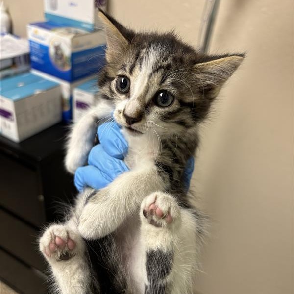 Prickly Pear: Female 3 Domestic Shorthair