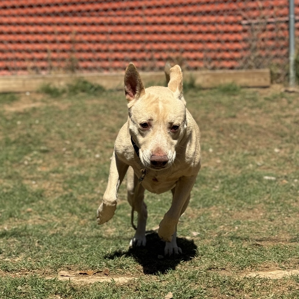 Kilo, additional photo