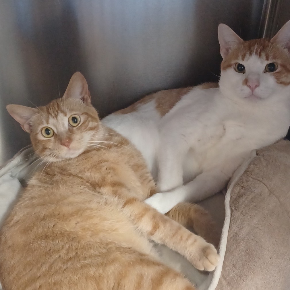 Photo of Bonnie playing