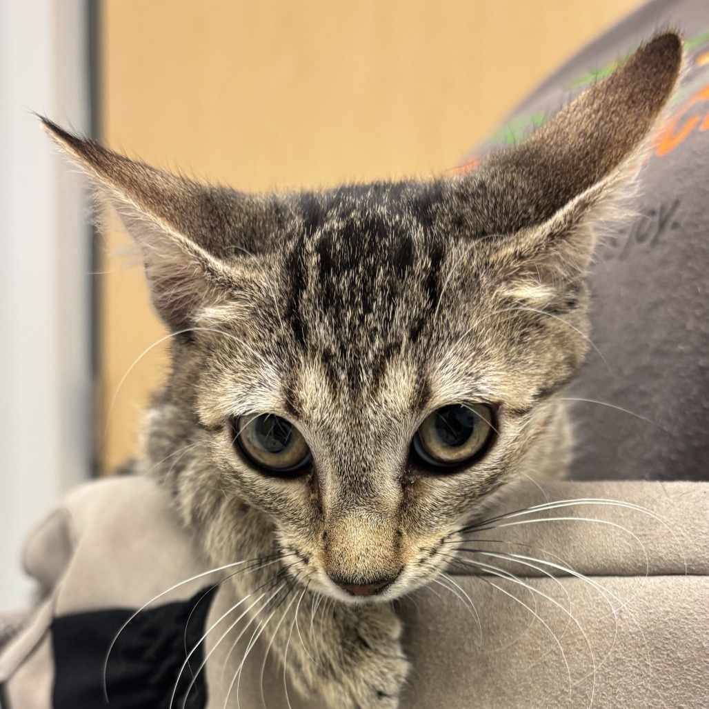 FLORIDA - Domestic Shorthair available for adoption