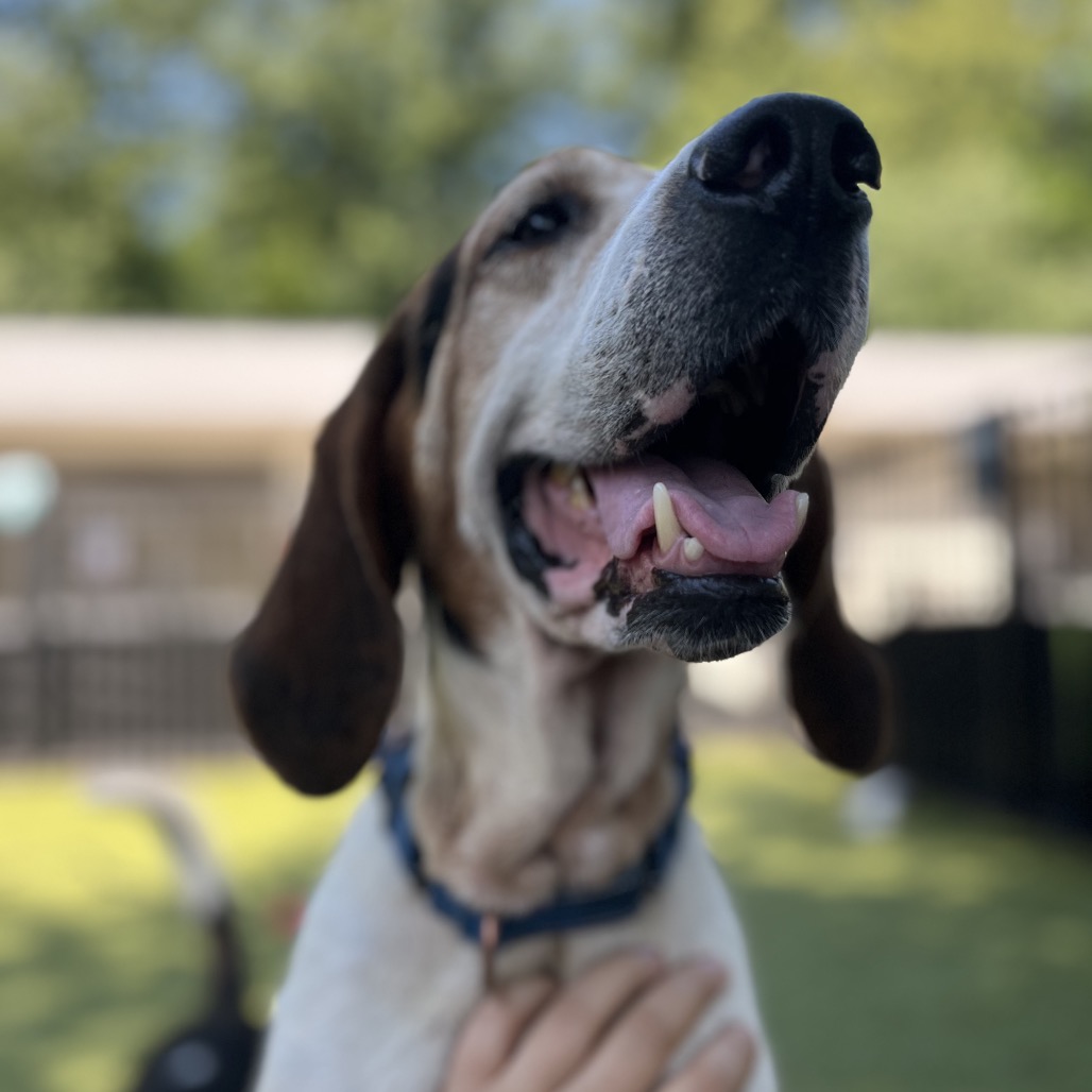 Theodore, additional photo