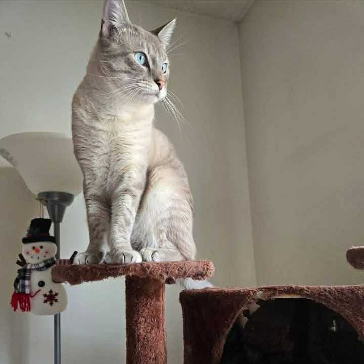 Photo of Beau 4