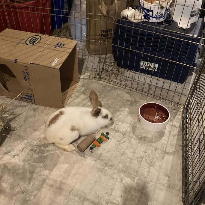 SIR - Other / Rex available for adoption