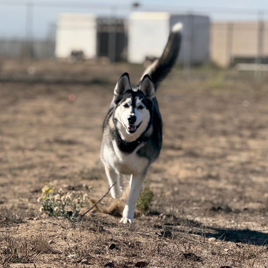 Tundra, photo 24