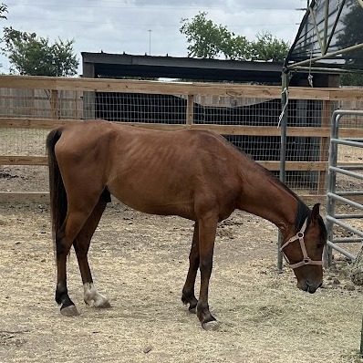 HORUS - Arabian available for adoption