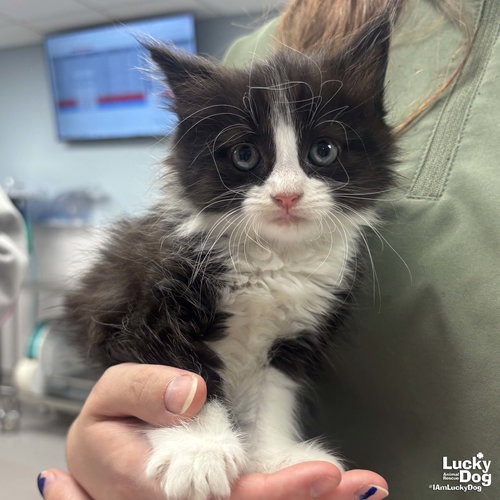 MS. HUEY - Domestic Longhair available for adoption
