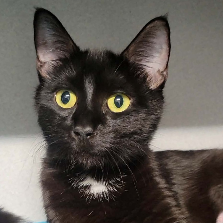 JEAN - Domestic Shorthair available for adoption