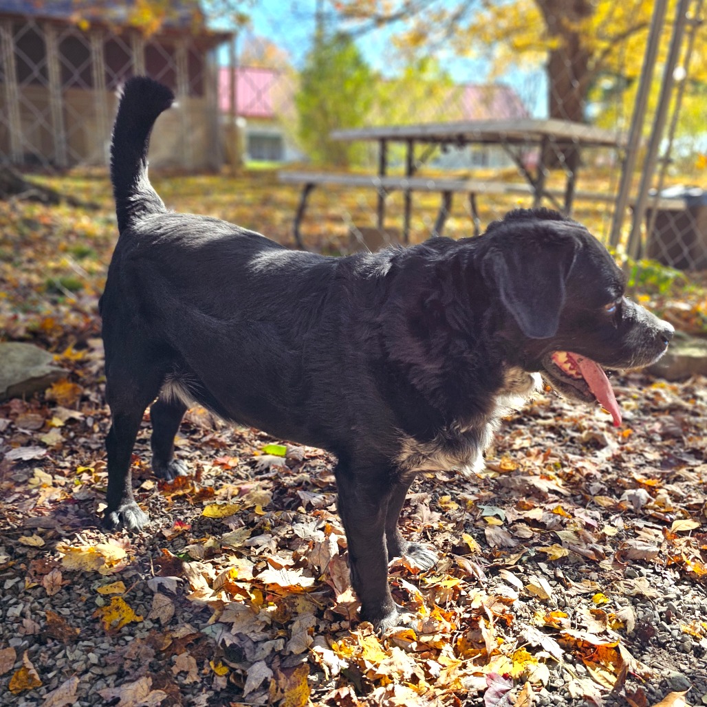 Dillon, photo 14